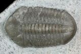 Crotalocephalus & Struveaspis Trilobites - Jorf, Morocco #130497-2